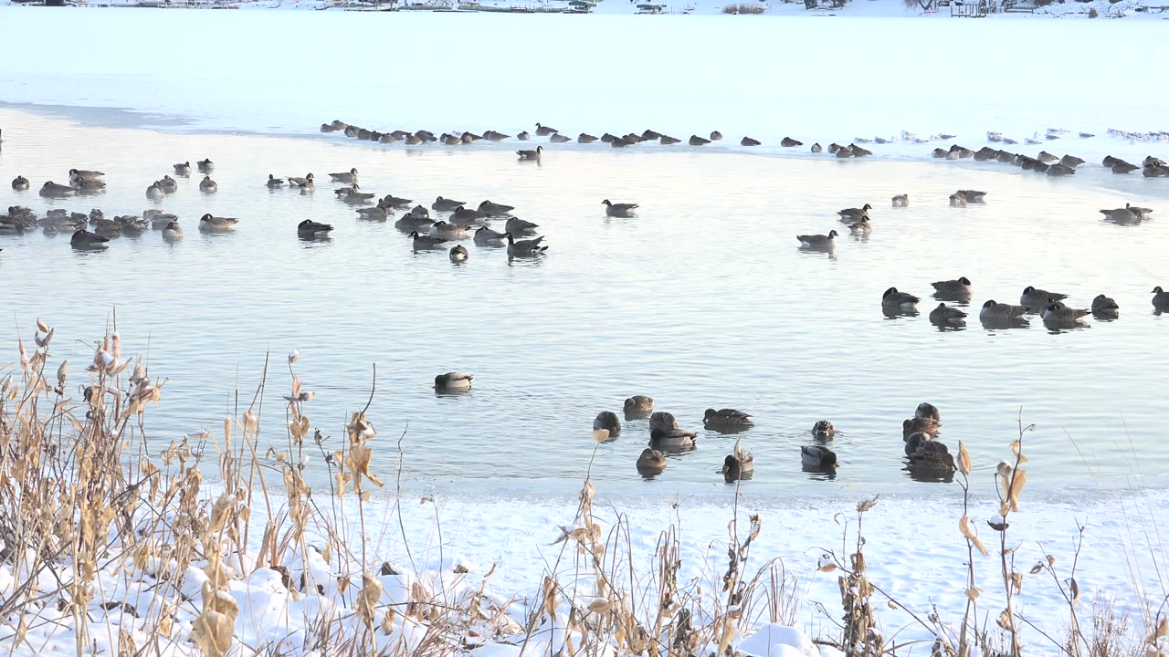 Clusters of ducks on open water with reeds at the lower edge.
