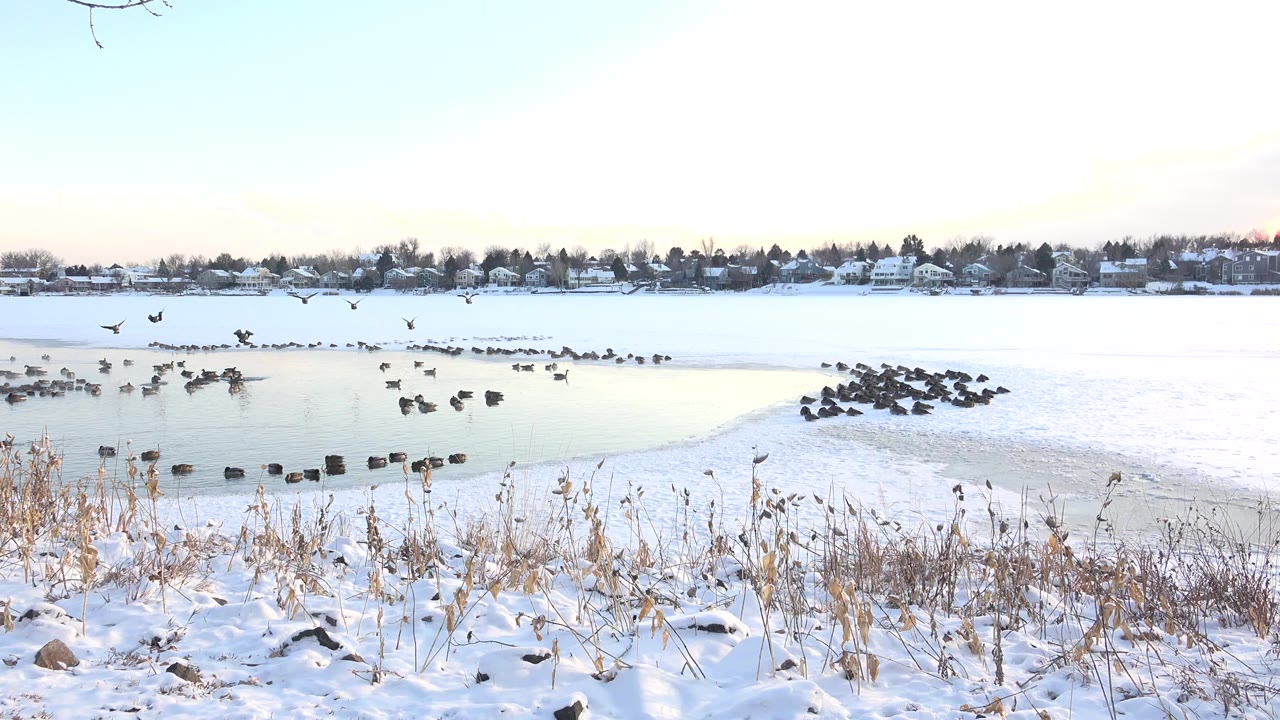Snowy lakeshore with reeds, icy water, and clusters of dark birds.