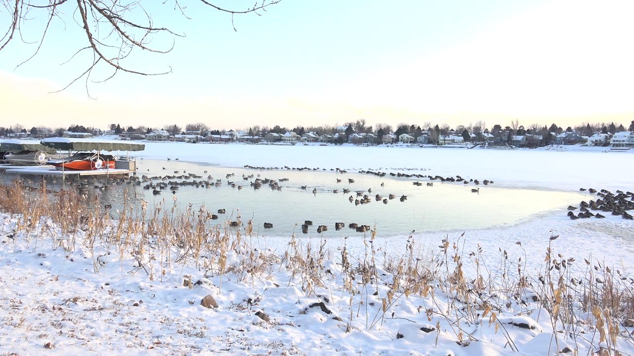 Wide view of birds scattered across icy water at Hidden Lake, Colorado, with snow-covered grasses in the foreground, bare branches overhead, distant houses, and no visible people.
