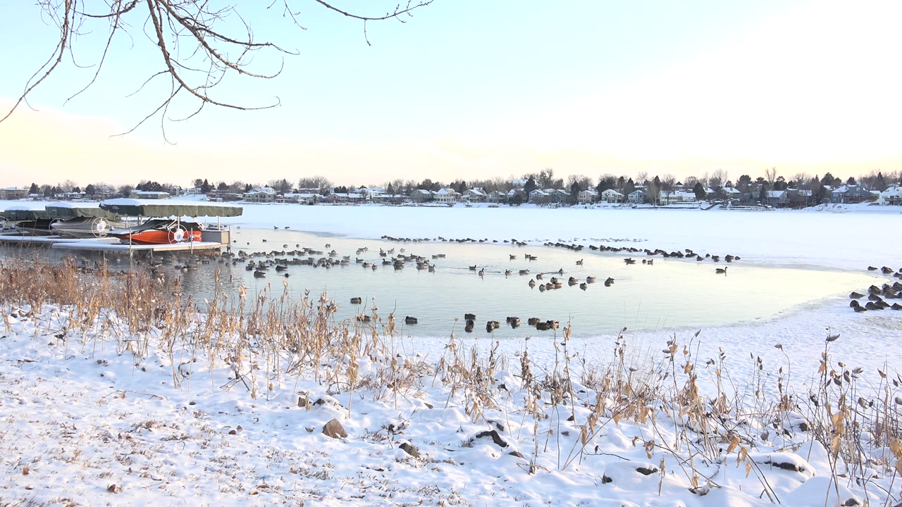 Frozen lake with birds and snow-covered foreground
