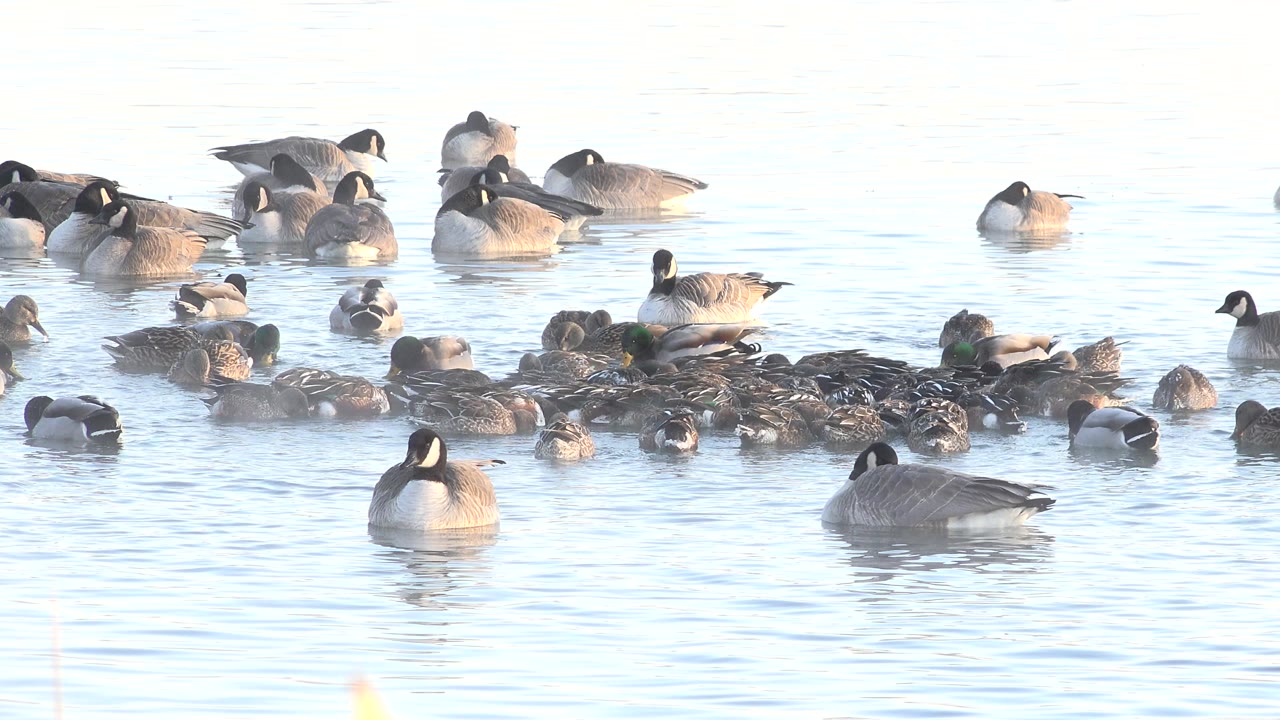 A flock of ducks and larger geese spreads across bright water at Hidden Lake, Colorado, with ripples and reflections and no visible people.