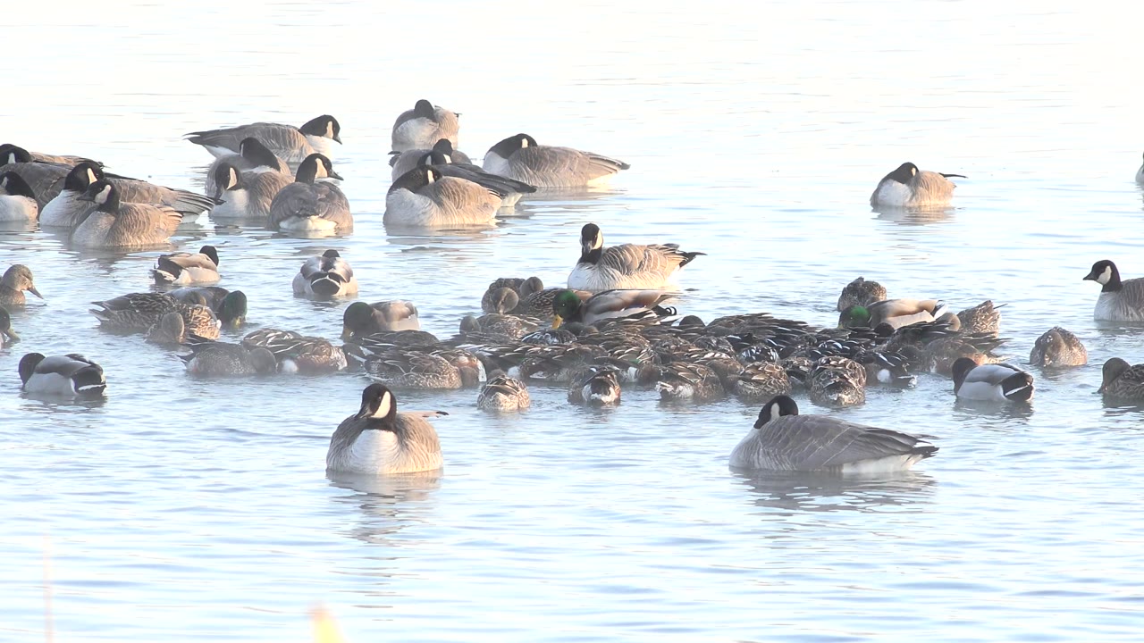 Ducks and geese remain clustered on the pale blue surface of Hidden Lake, Colorado, with a large goose near the lower center and no visible people.
