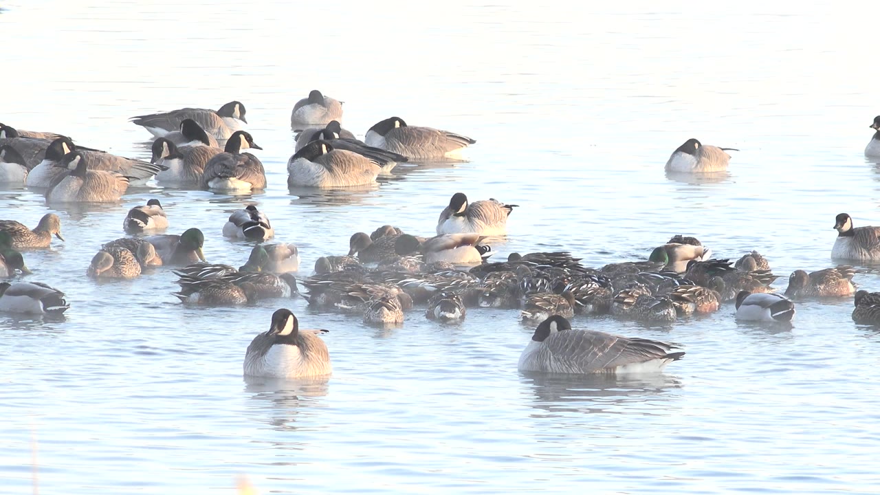 Large flock of waterfowl spread across open water