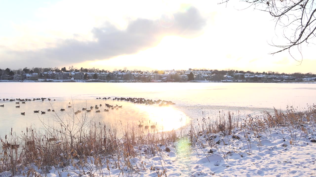 Waterfowl on a partly frozen lake with snowy reeds and sun glare.