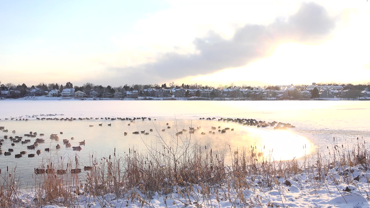 At Hidden Lake, Colorado, dark birds spread across bright winter water near snow-covered reeds and rocks, with a distant shoreline and no visible people.