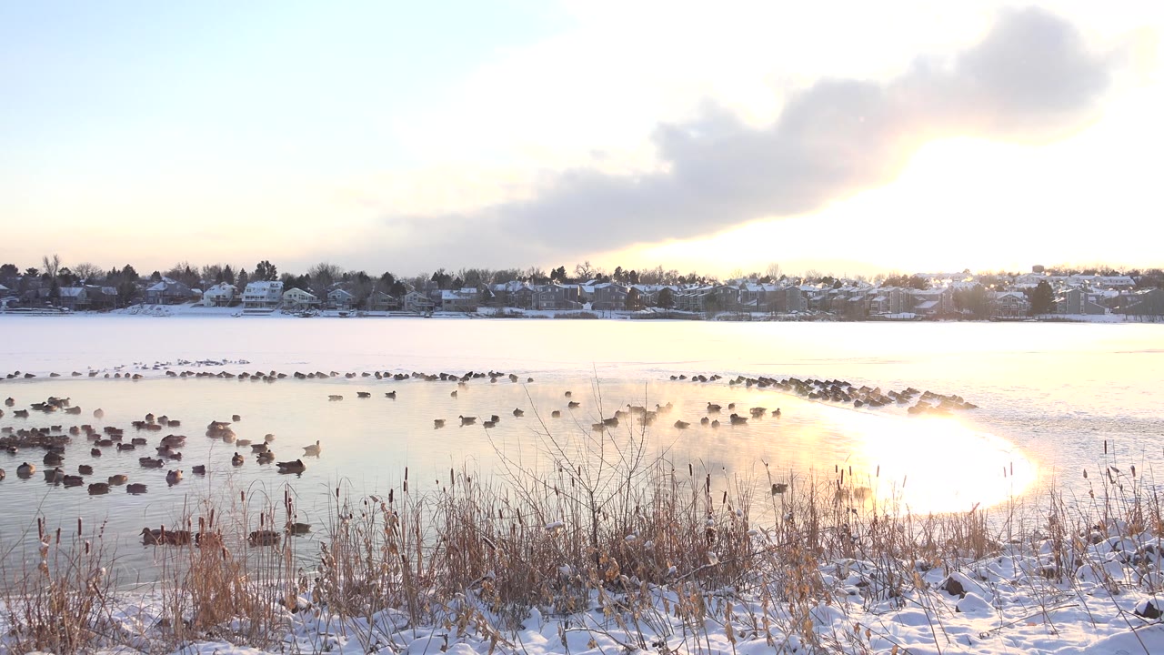 Birds cluster on a winter lake with snow, reeds, and bright reflected light near the bank.