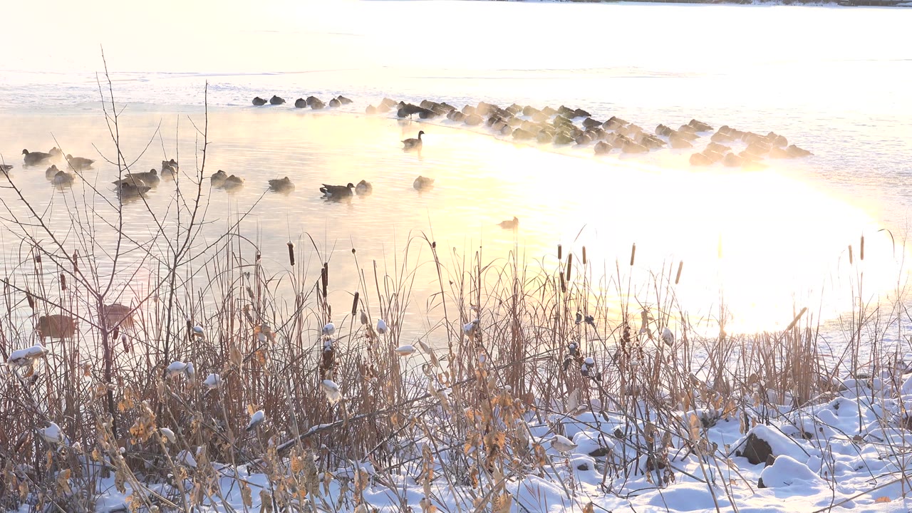 Waterfowl float on a bright reflective lake at Hidden Lake, Colorado, with snowy reeds in the foreground and no visible people.