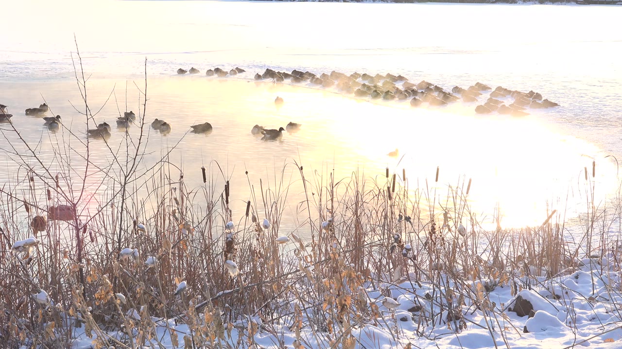 At Hidden Lake, Colorado, snowy shoreline reeds fill the foreground while dark animals rest or forage on bright reflective water near a low rock line, with no visible people.