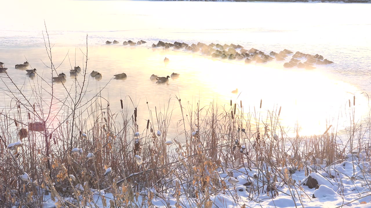 At Hidden Lake, Colorado, dry stalks and cattail-like reeds stand over patchy snow while dark animals remain scattered across the sunlit water, with no visible people.