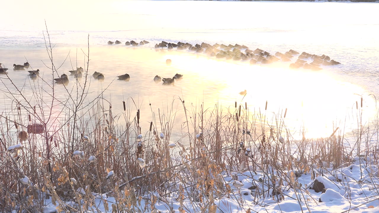 Bright lake glare with animals near rocks and snowy brush in front.