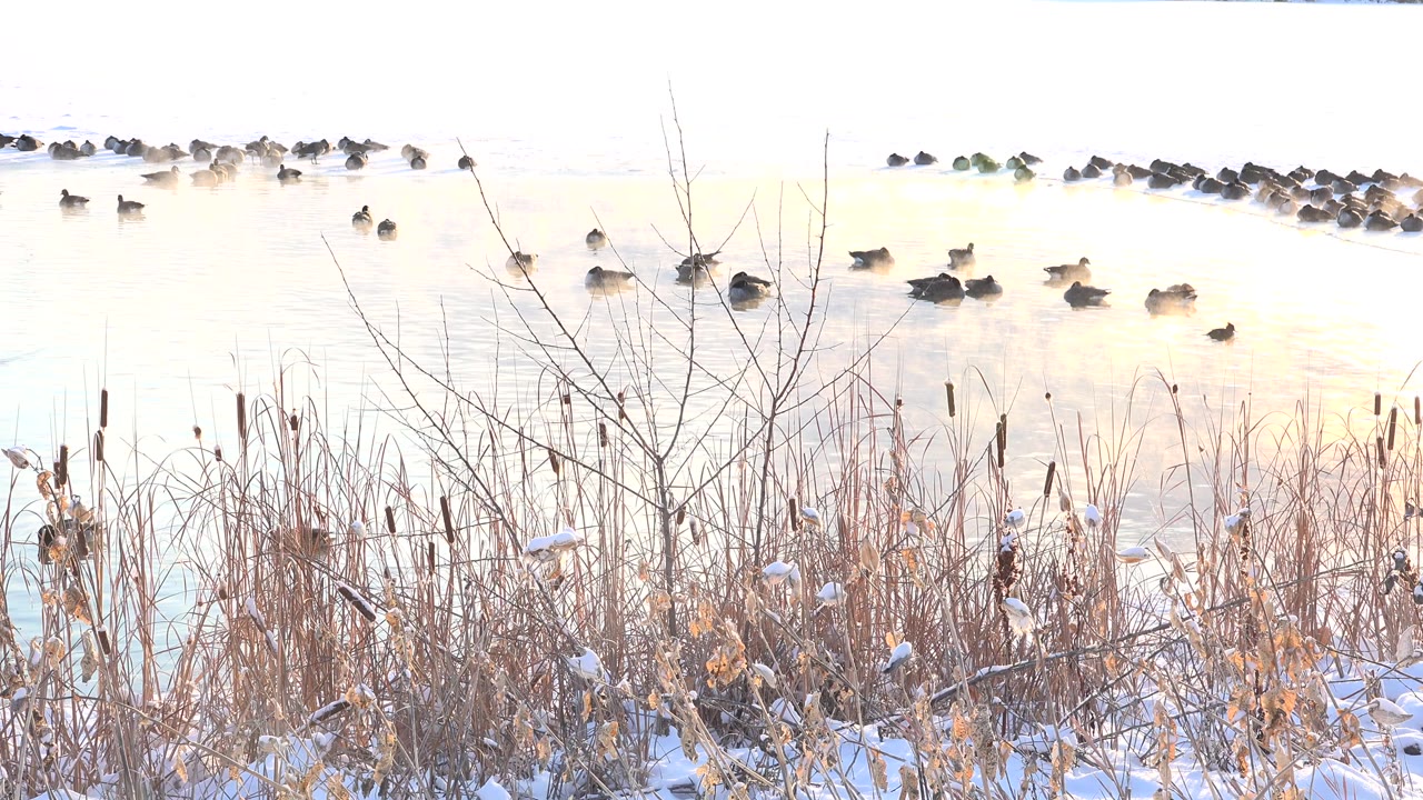 At Hidden Lake Colorado, ducks rest on bright cold pond water behind dry shoreline reeds, cattails, bare saplings, and snow patches, with no visible people.