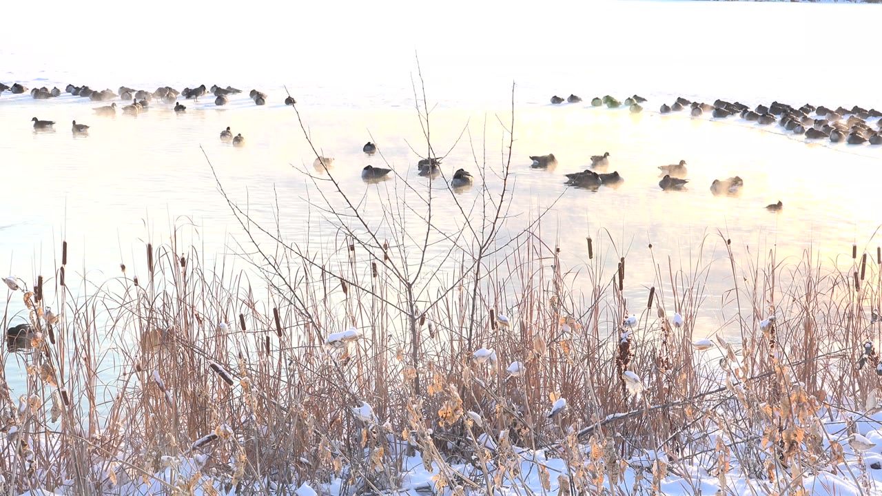 Ducks drift in cold water beyond leafless brush and tan winter reeds.