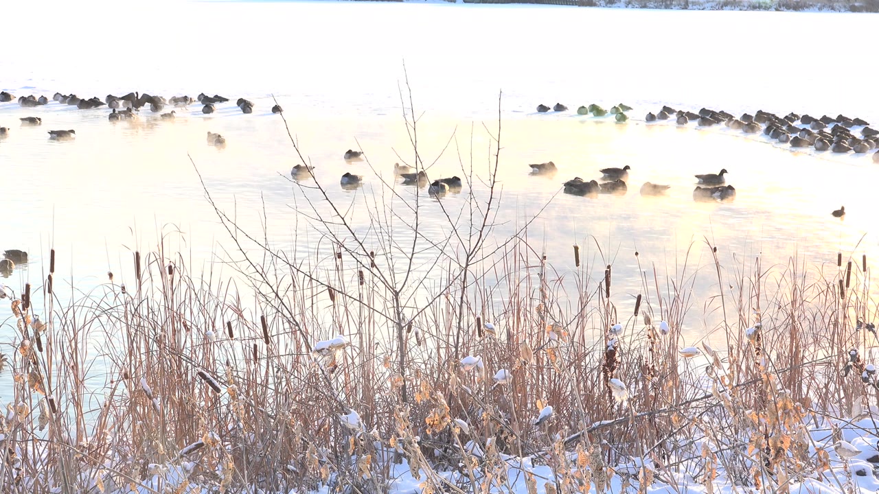 Clusters of black ducks sit on pale lake water at Hidden Lake, Colorado, partly screened by tall dry grasses, cattails, and snow along the bank, with no visible people.