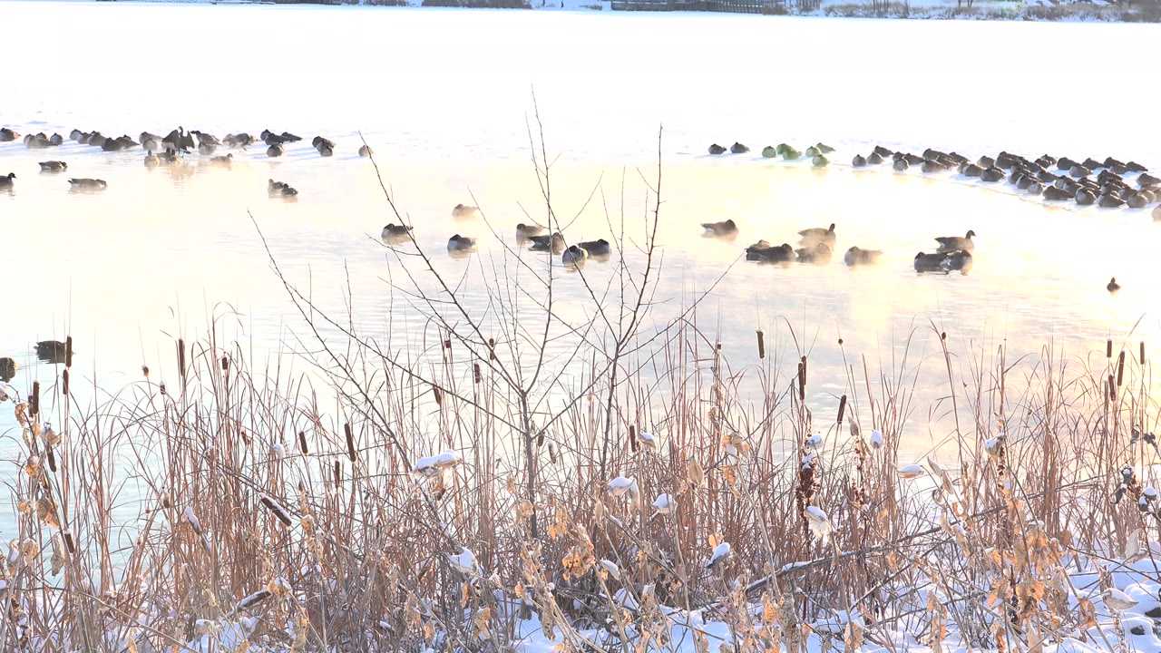 Black ducks are scattered across reflective water at Hidden Lake, Colorado, while dry reeds, cattails, and thin leafless branches fill the lower frame, with no visible people.