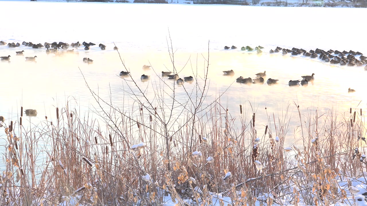 Many dark ducks on bright lake water behind snowy brush.