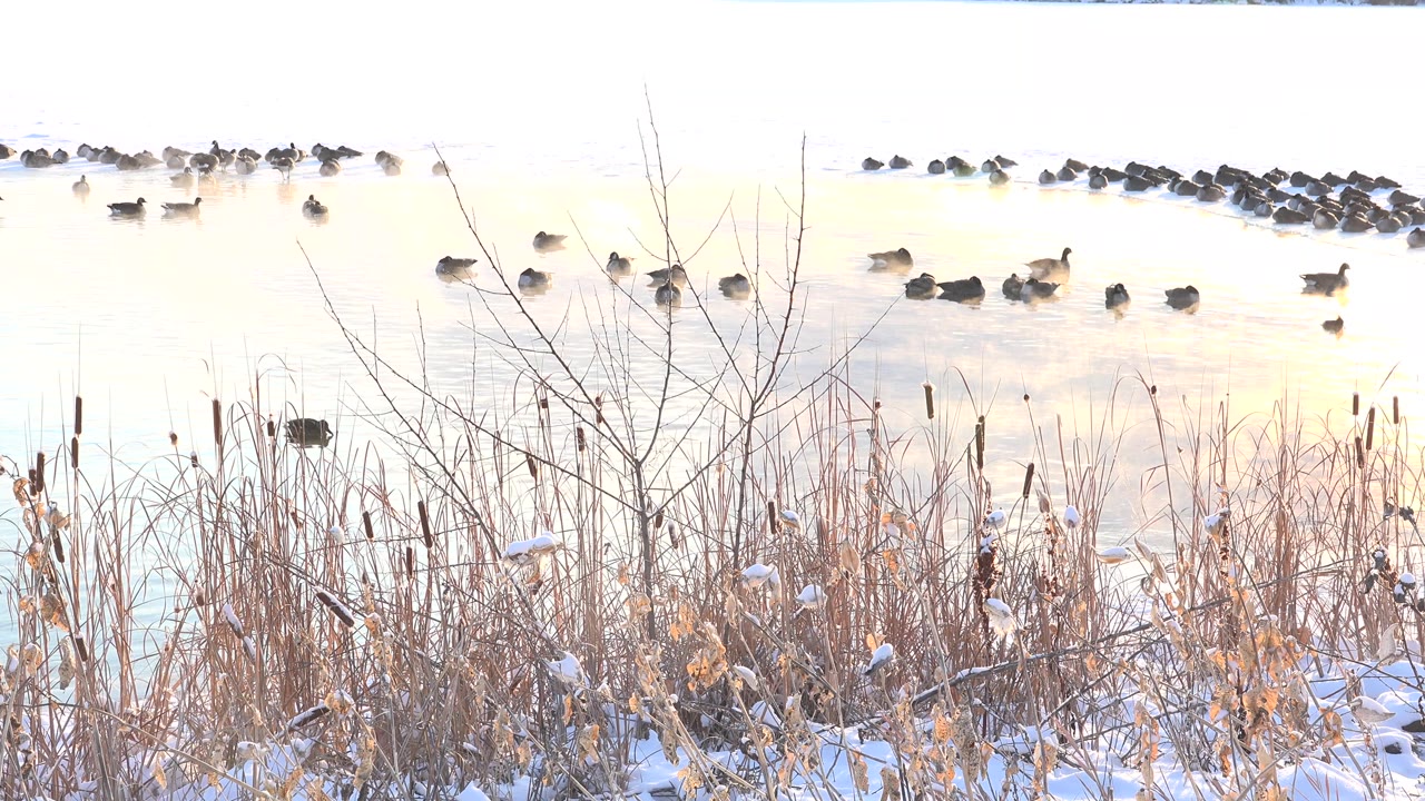 At Hidden Lake Colorado, dark birds rest on bright reflective water behind snowy reeds and bare twigs, with no visible people.
