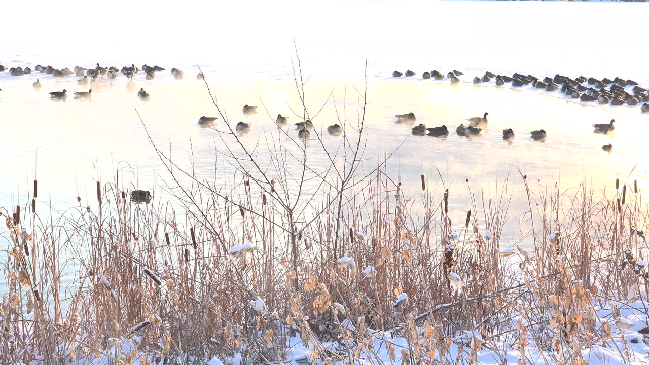 At Hidden Lake Colorado, several loose groups of dark birds sit on pale lake water while dry reeds and snow fill the foreground, with no visible people.