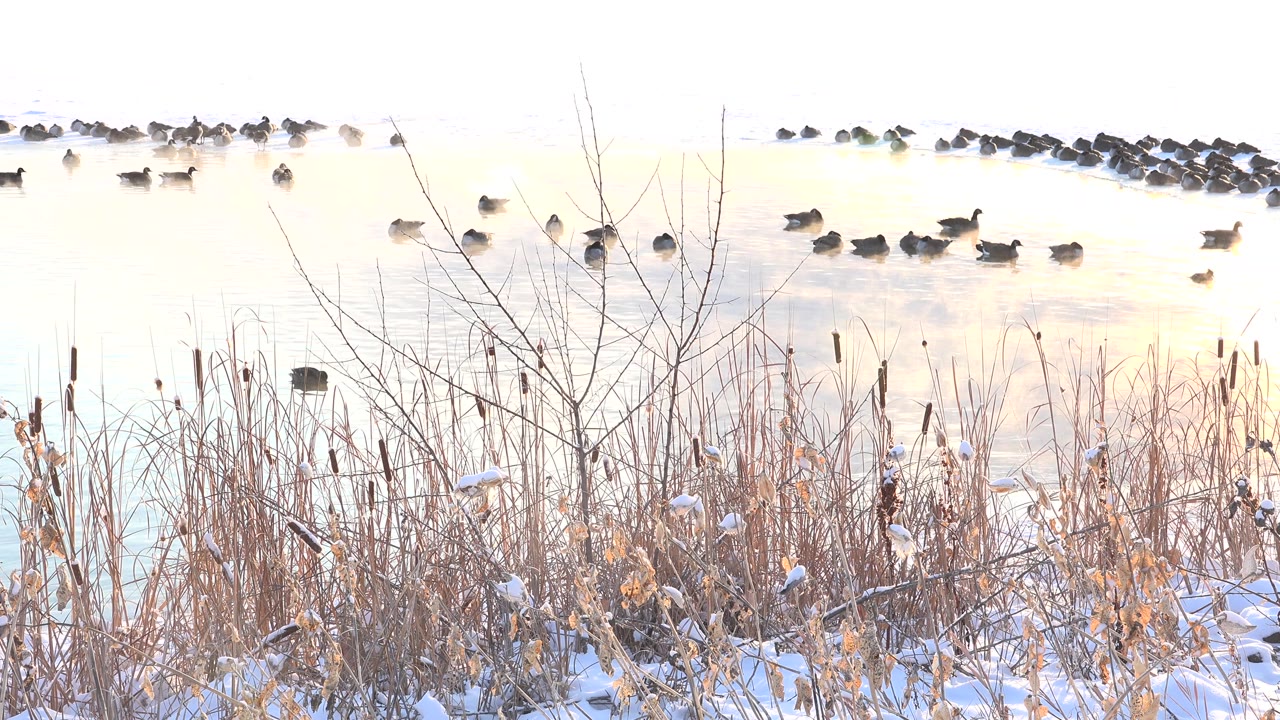 Birds resting near a darker cluster on bright lake water.