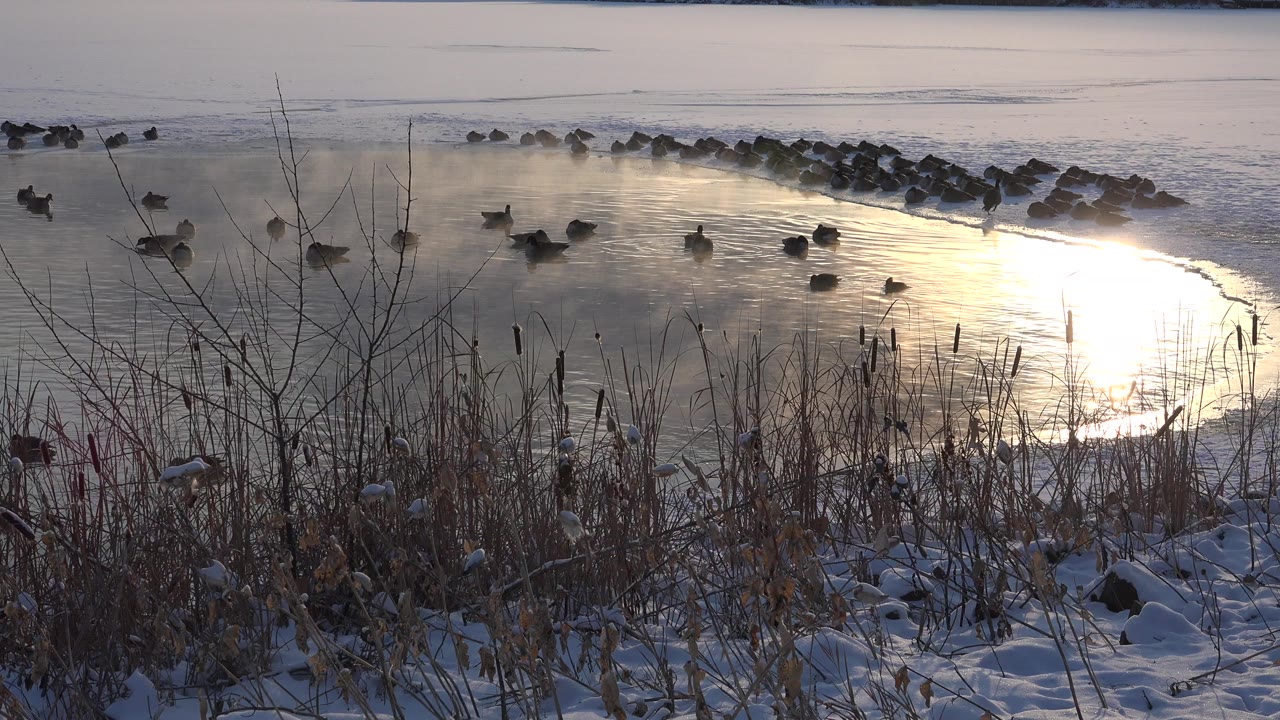 Birds floating on cold water beside snowy reeds and bright sun reflection.