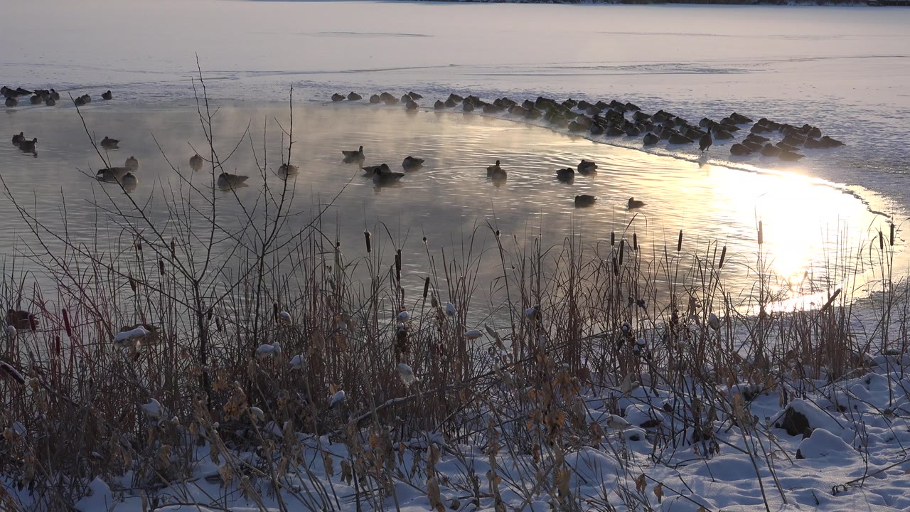 A similar Hidden Lake, Colorado view holds on birds scattered across the water, with foreground brush and snow framing a bright oval of sunlight on the cold surface, and no visible people.