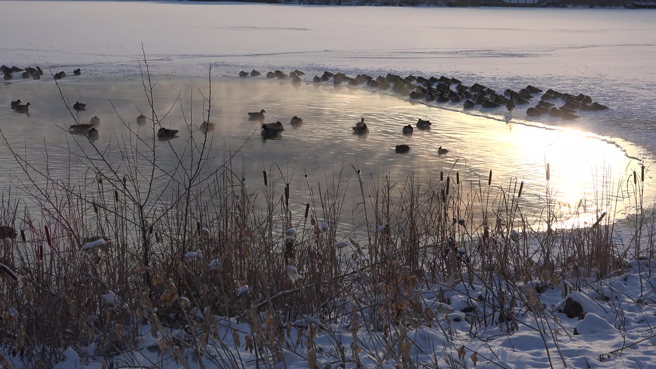 Water birds near a snowy bank with reeds and reflected sun on the lake.