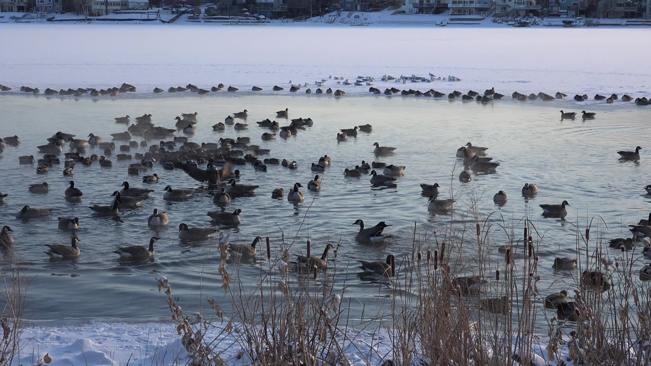 At Hidden Lake, Colorado, ducks and geese cluster across cold open water near snow-covered shoreline reeds, with no visible people.