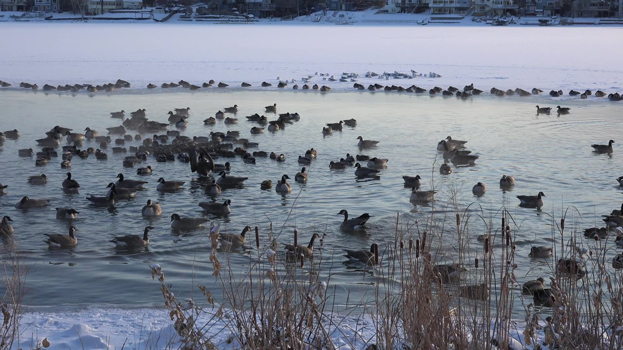 At Hidden Lake, Colorado, the flock fills the midground as waterfowl float on pale blue water below a flat band of lake ice, with no visible people.