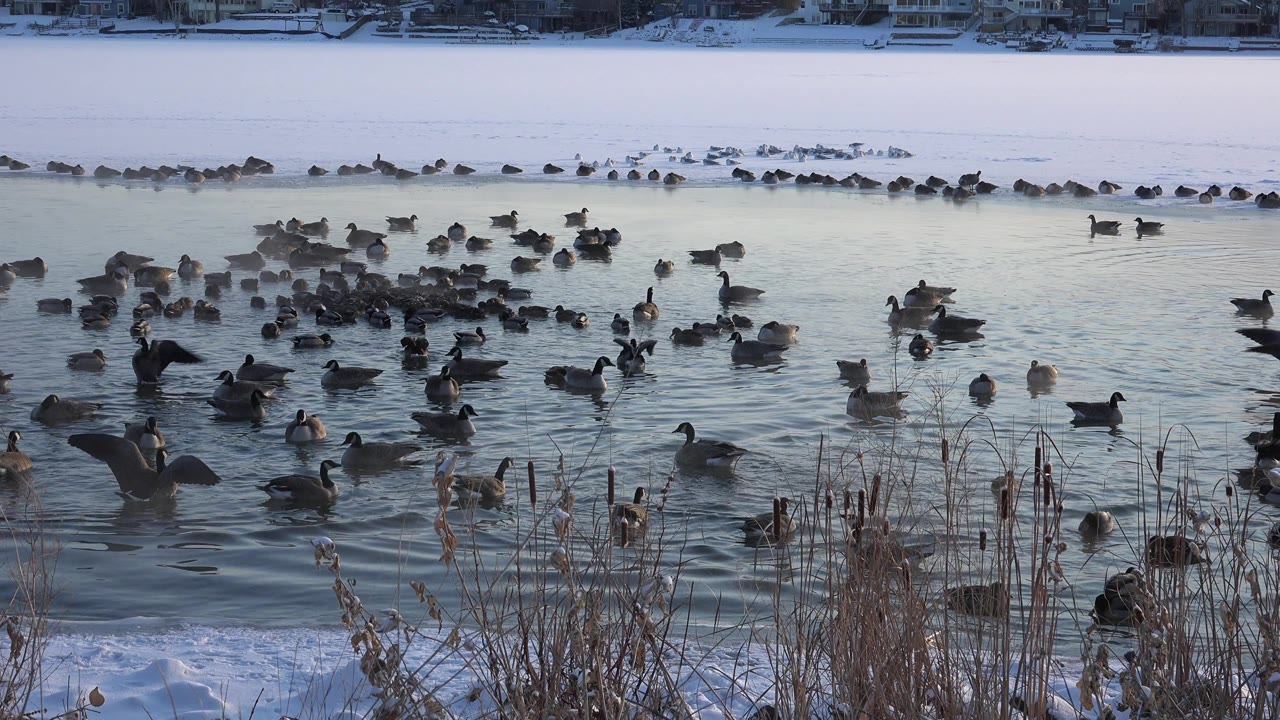 Goose with wings raised among ducks on icy water.