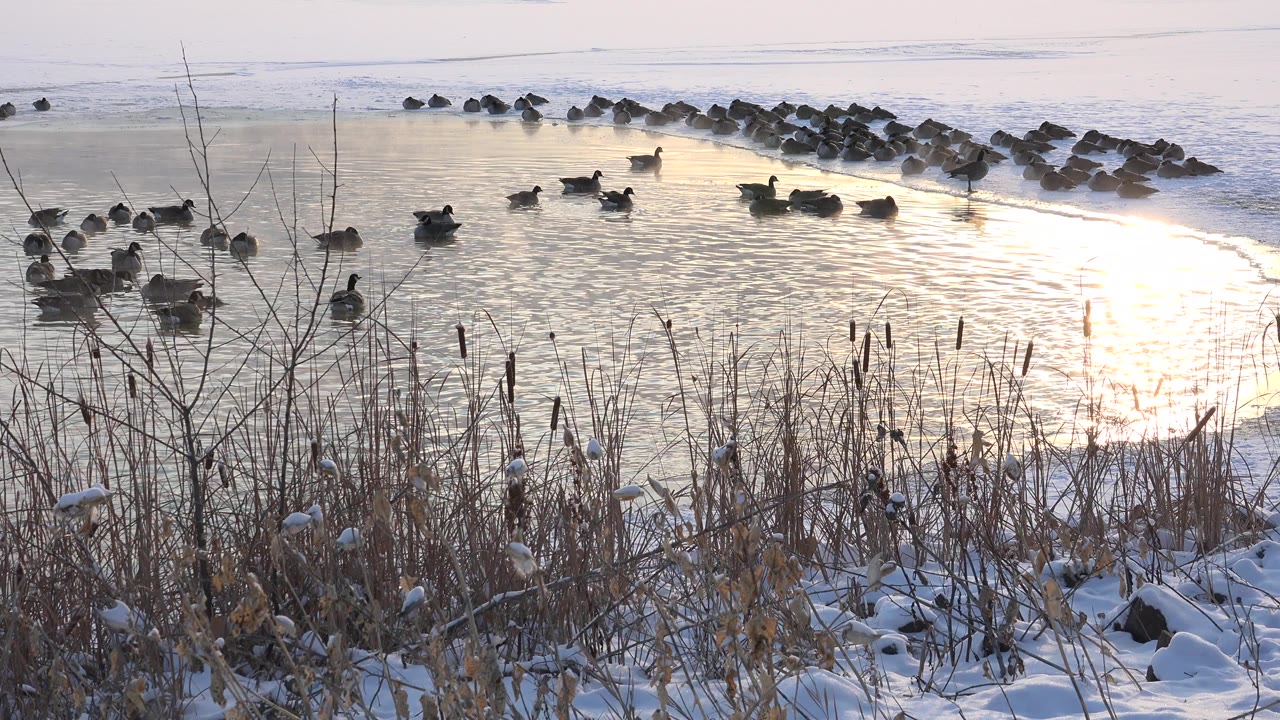 Waterfowl float near a snow-edged shoreline at Hidden Lake Colorado, with dry reeds in the foreground, pale reflected light on the water, and no visible people.