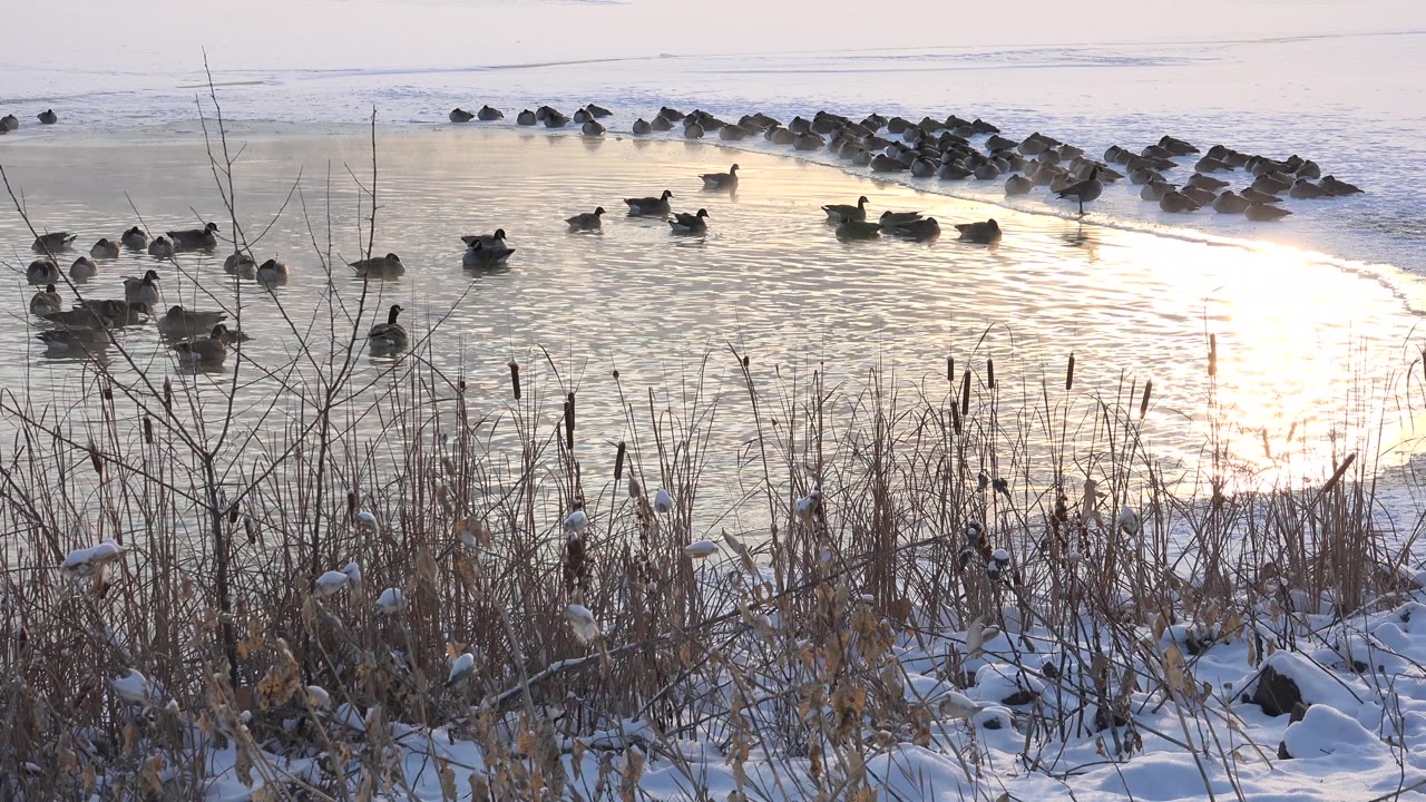 A dense group of waterfowl sits across the midground at Hidden Lake Colorado while thin bare stems and snow-covered grasses fill the lower frame, with no visible people.