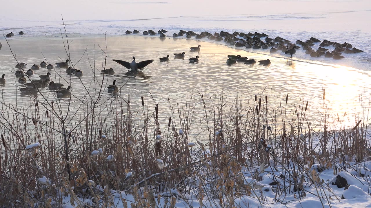 Birds float near bright reflected light and a far line of rocks or ice.