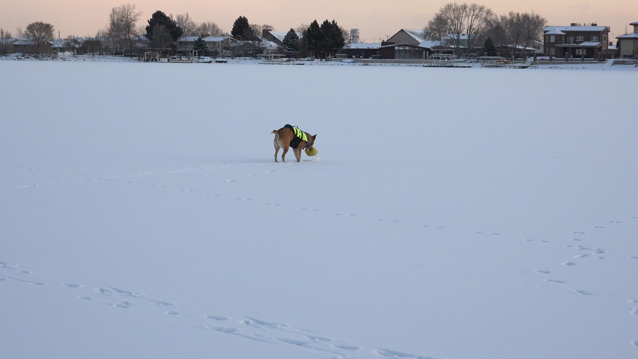 Dog in green vest with yellow ball on a wide snowy field.
