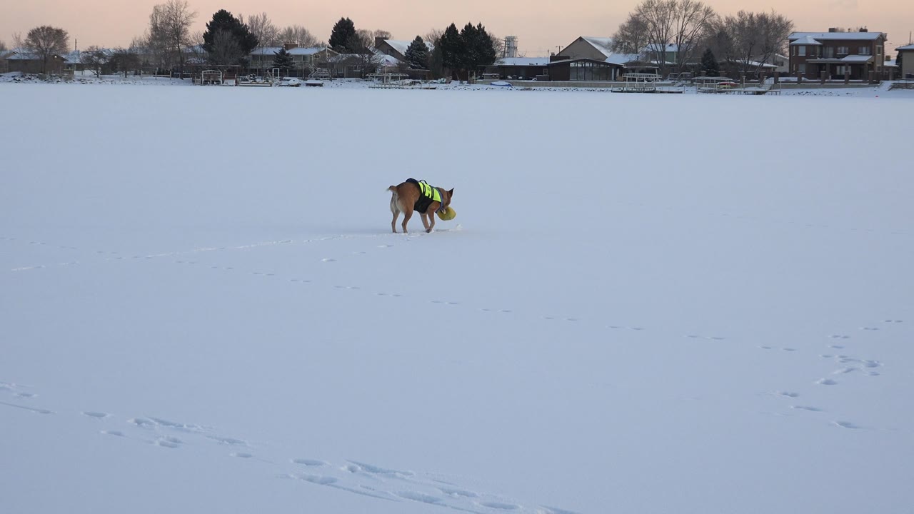 The dog remains distant in the open snow at Hidden Lake, Colorado, carrying the yellow ball while footprints cross the pale foreground and no visible people appear.