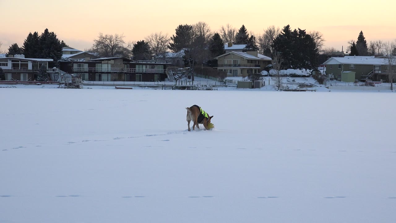 Dog bending over a yellow toy on snow with houses and trees behind it