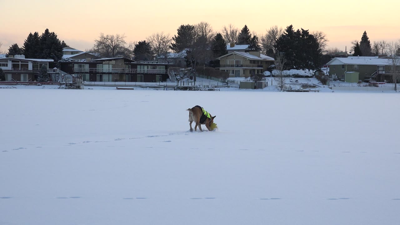 At Hidden Lake, Colorado, the dog keeps its head down near the yellow toy on the snow, with faint tracks across the foreground and a row of homes and trees in the background, with no visible people.