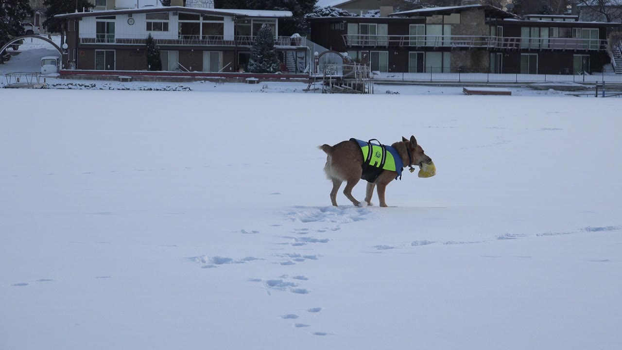 At Hidden Lake, Colorado, a brown dog in a bright vest carries a yellow toy across a broad snowy surface with lakefront homes and docks in the background, no visible people.