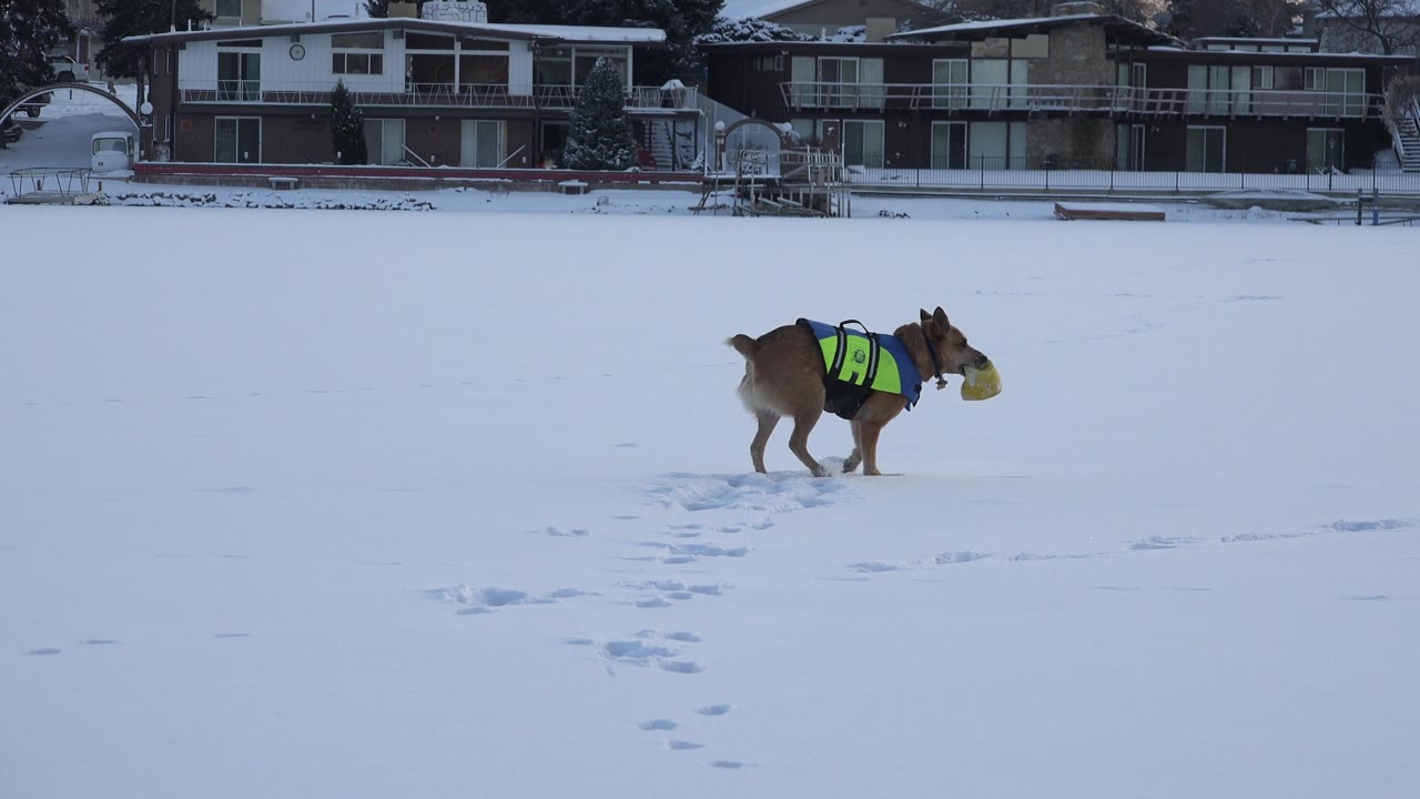 At Hidden Lake, Colorado, the dog remains in the snowy midground with a yellow toy in its mouth, footprints leading toward the camera and lakefront homes behind it, no visible people.