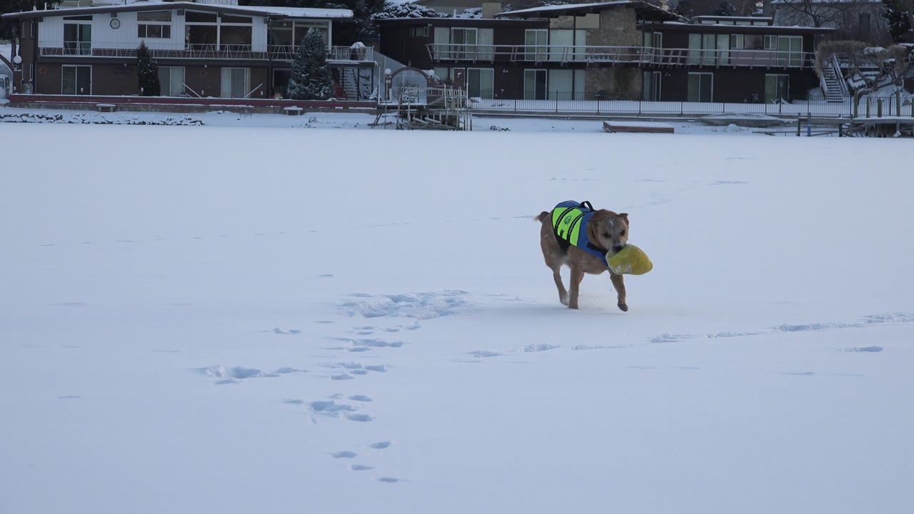 Dog runs toward the camera with a yellow toy on snow.