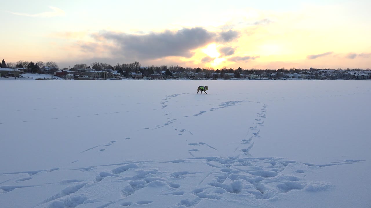 Brown dog far across a snowy field at sunset.