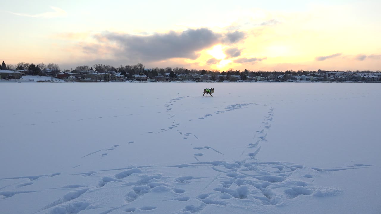 The dog runs nearer across the open snowy field in Hidden Lake, Colorado, with a curved trail of footprints behind it, distant houses, bare trees, and low sun through clouds.