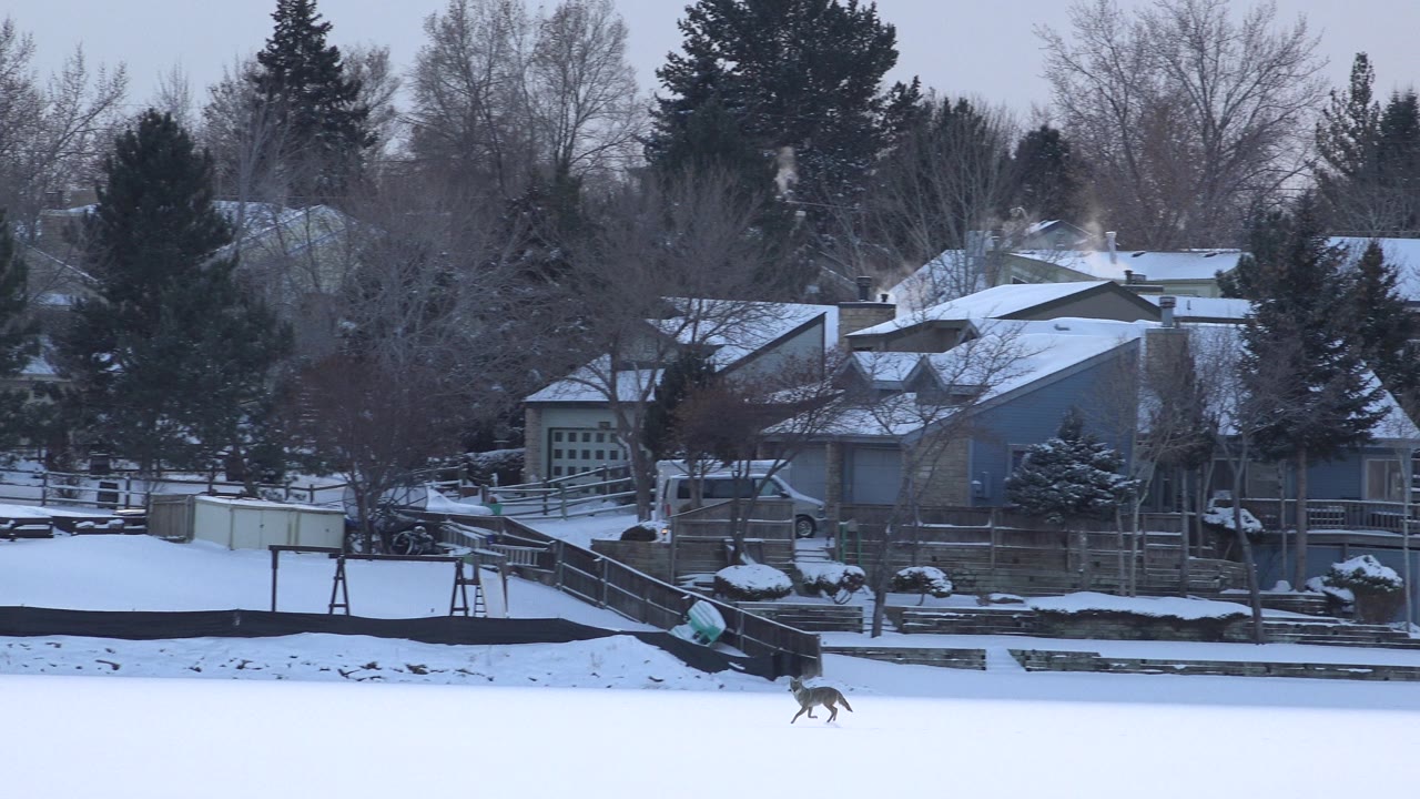 Small animal running across snow below houses and winter trees