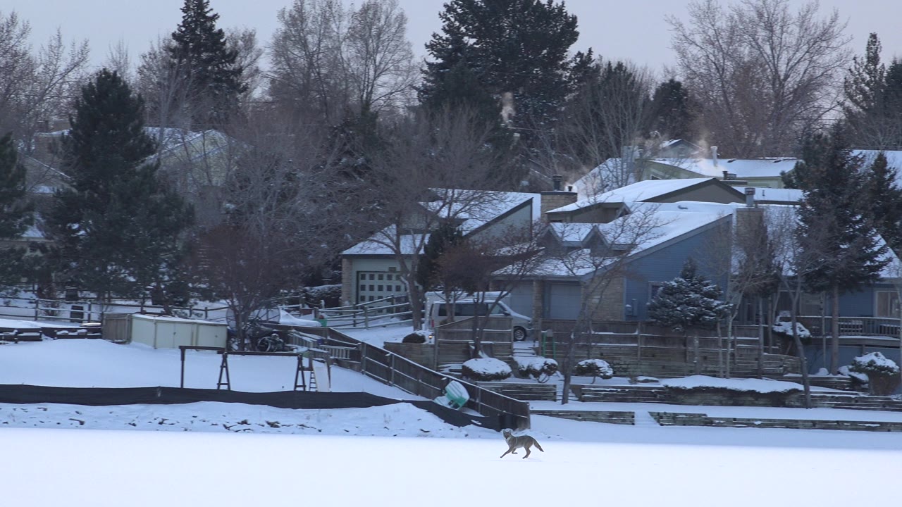 The animal continues across the snowfield in Hidden Lake, Colorado, passing in front of backyard fencing, snow-covered roofs, winter trees, and no visible people.