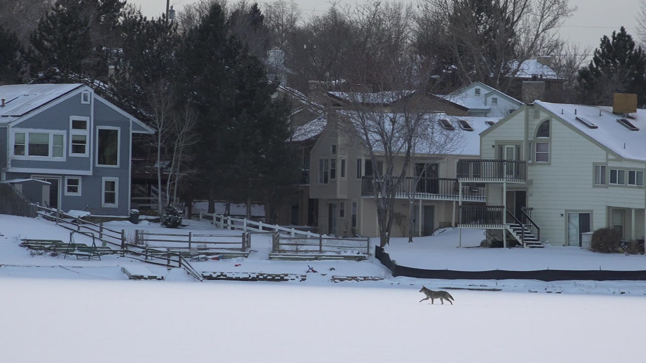 Snowy residential shoreline with a small dog running across the foreground.