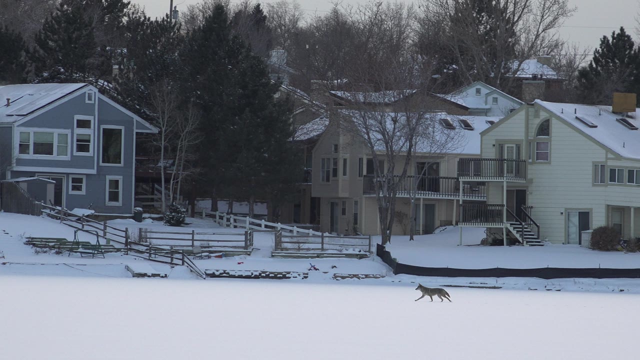 The dog continues across the snowfield in Hidden Lake, Colorado, with pale and gray homes, decks, fences, and winter trees behind it, and no visible people.