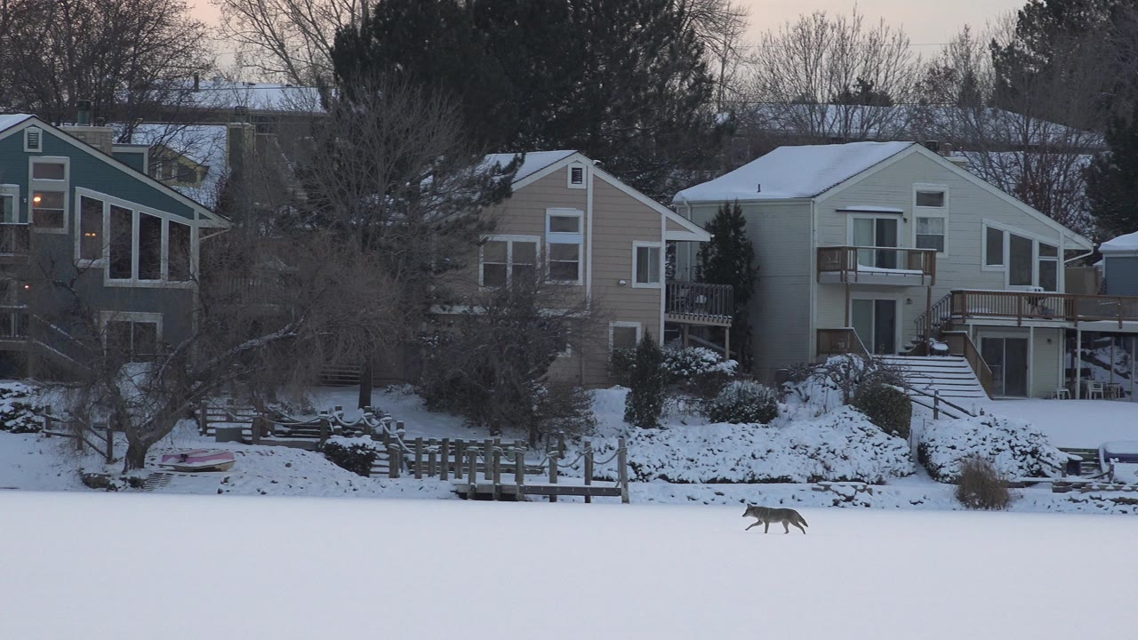Fox crossing snow in front of lakeside homes
