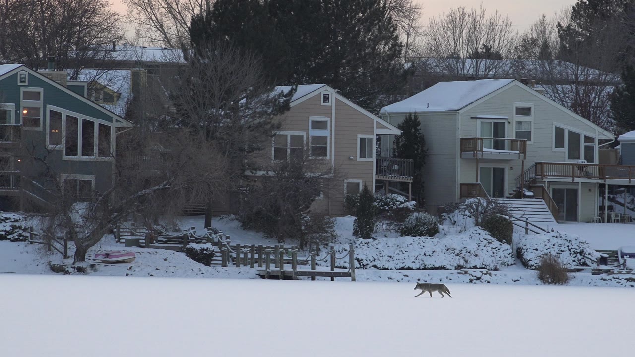 The fox continues across the open snow in Hidden Lake, Colorado, passing below pale houses, bare trees, a fence line, and a snow-covered bank, with no visible people.