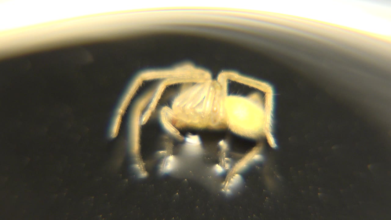 A small yellow spider rests near the upper left of a dark glossy surface, with warm overexposed light along the top edge and no visible people.