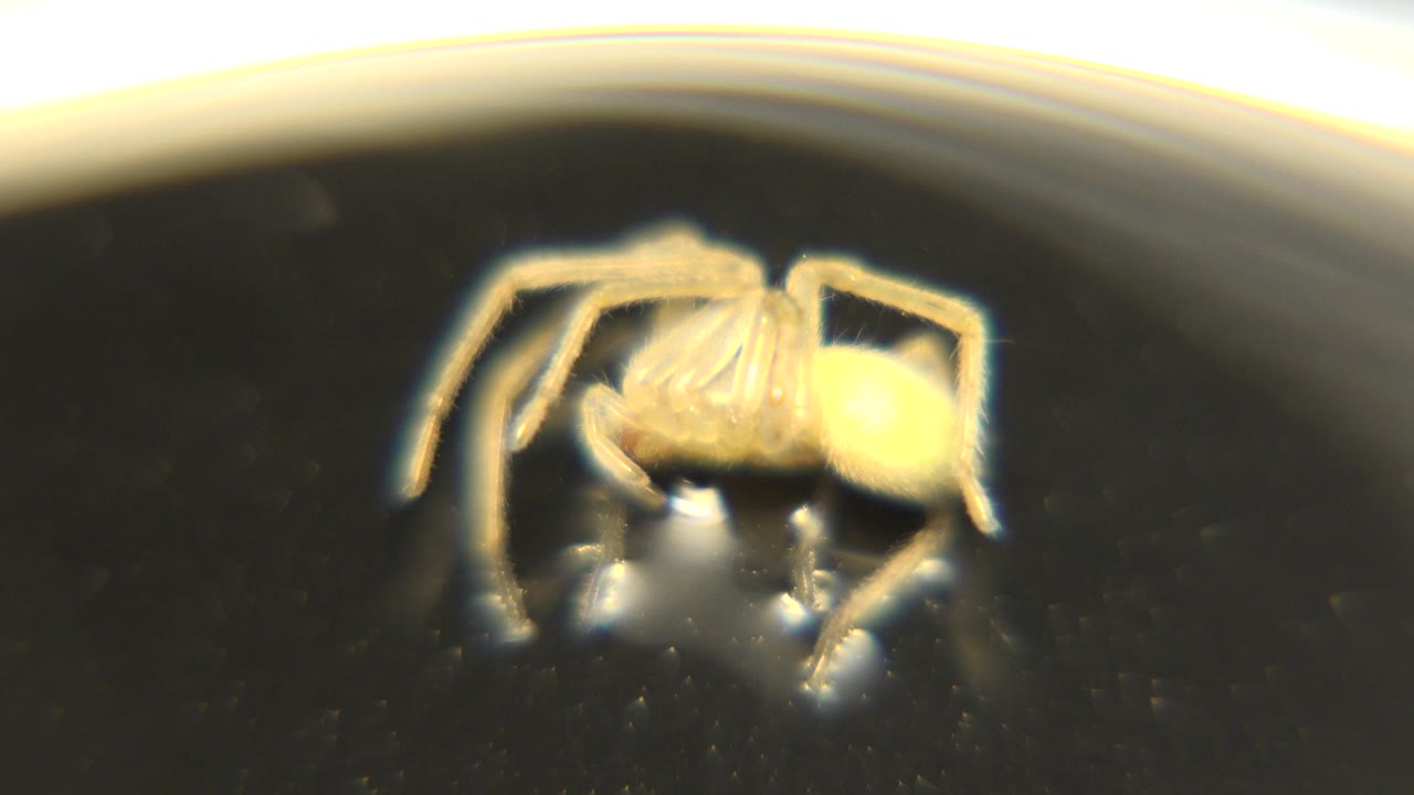 Yellow spider held in soft close-up