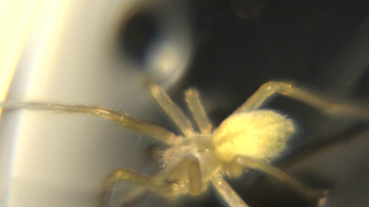 A yellowish tan spider is seen in extreme close-up on a dark water surface with cream highlights at the left edge and no visible people.