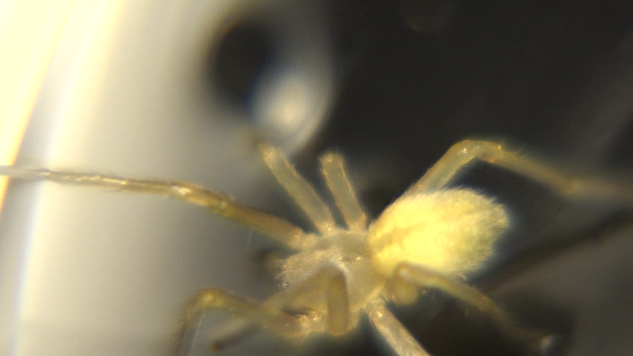 The pale spider remains stretched across the water in shallow focus, with its yellow abdomen near center-right and no visible people.